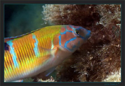 Ornate wrasse (Thalassoma pavo) looking for food by Sven Tramaux 